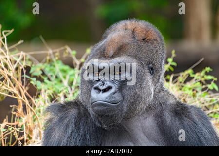 Männliche Silverback Westlicher Flachlandgorilla (Gorilla gorilla Gorilla) Lächeln Stockfoto