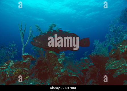 Schwarz Schwadleger (Mycteroperca bonaci), Nassau, Bahamas Stockfoto