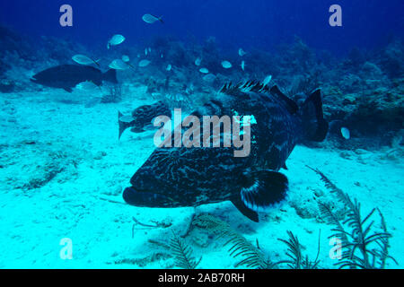 Schwarz Schwadleger (Mycteroperca bonaci), Nassau, Bahamas Stockfoto