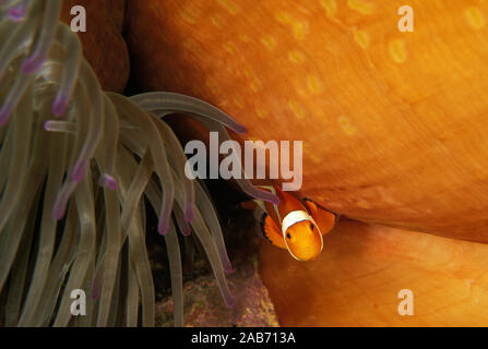 Clown anemonenfischen (Amphiprion ocellaris), im Host Anemone (Heteractis magnifica). Manado, Indonesien Stockfoto