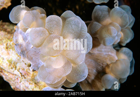 Green bubble Coral (Plerogyra sinuosa), mit Polypen erweitert. Stockfoto