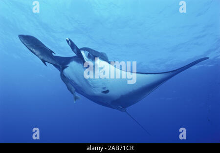 Giant Manta (Manta birostris), Westküste Mexikos Stockfoto