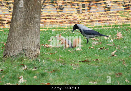 Peking, Türkei. 25 Nov, 2019. Ein Eichhörnchen sucht nach Essen im emirgan Park in Istanbul, Türkei, Nov. 25, 2019. Credit: Xu Suhui/Xinhua/Alamy leben Nachrichten Stockfoto