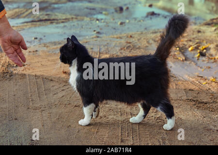 Nahaufnahme der Hand von Frau winkte hungrig streunende Katze im Freien Stockfoto