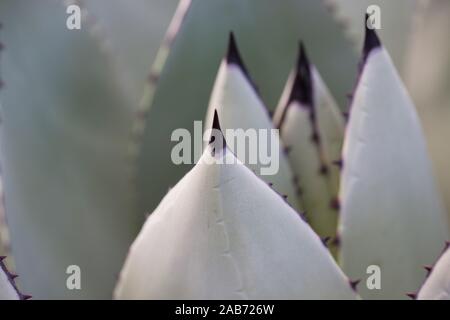 Agave parryi var. truncata hautnah. Stockfoto