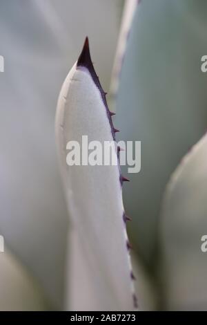 Agave parryi var. truncata hautnah. Stockfoto