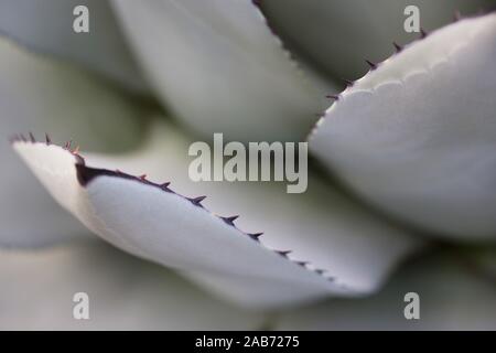 Agave parryi var. truncata hautnah. Stockfoto