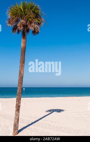 Eine einsame Palme und werfen Schatten auf einem weißen Strand in Clearwater Beach, Florida, USA an einem sonnigen Tag mit dem Golf von Mexiko im Hintergrund Stockfoto