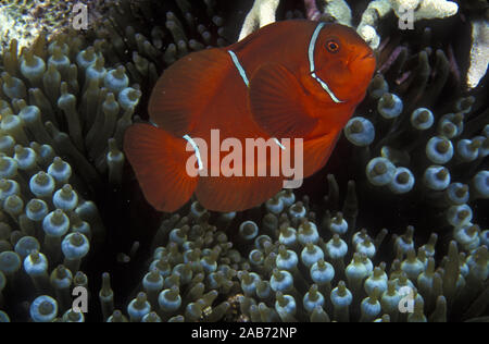 Spinecheek anemonenfischen (Premnas biaculeatus), mit Birne-tentacle Anemone (Entacmaea quadricolor). Great Barrier Reef, Queensland, Australien Stockfoto