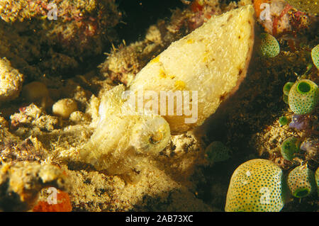 Broadclub Tintenfische (Sepia latimanus), Ambon, Indonesien Stockfoto