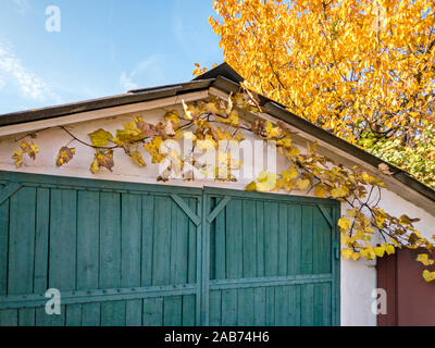 Grüne alte Garagentore mit Reben im Herbst Farben. Herbst im Vorort Stockfoto