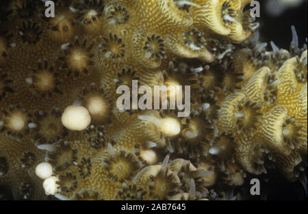 Coral (Acropora tenuis), Laich: 4-fache Vergrößerung, die Freisetzung von eggsperm Bundles aus dem Mund von Polypen. Magnetic Island, Great Barrier Reef, Que Stockfoto