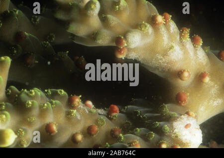 Coral (Acropora valida), Laich: 4-fache Vergrößerung, die Freisetzung von Ei und Samenzellen Bundles aus dem Mund der Polypen. Magnetic Island, Great Barrier Stockfoto