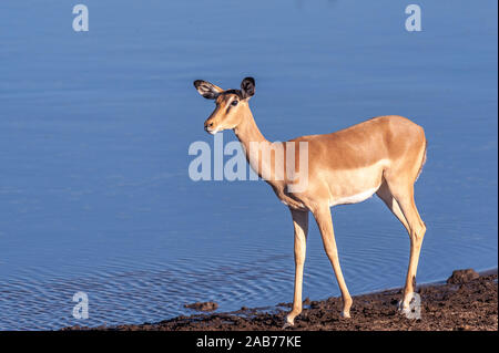 Ein Impala Aepyceros melampus - Wandern - Vor einem Wasserloch im Etosha National Park, Namibia. Stockfoto