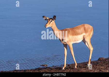 Ein Impala Aepyceros melampus - Wandern - Vor einem Wasserloch im Etosha National Park, Namibia. Stockfoto