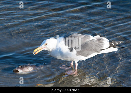 Eine Möwe entfernt Federpicken bei einem toten Fisch im Wasser Stockfoto