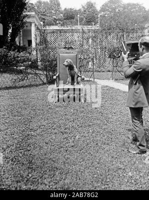 Presidential hund Laddie Junge, der Hund vom Präsident Warren Harding, sein Foto machen kann. 1921-1923 Stockfoto