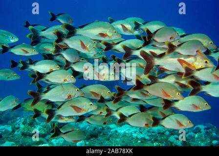 Buckelwale Red Snapper (Lutjanus gibbus), gegabelte Schwanzflosse mit abgerundeten Nocken. Oft rötlich allgemeine Färbung, und oft in ciguat verwickelt Stockfoto