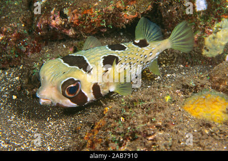 Schwarz-blotched porcupinefish (Diodon liturosus), Bali, Indonesien Stockfoto