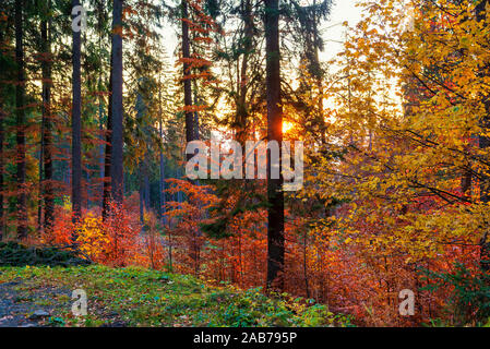 Erstaunlich Herbst morgen am Berg Trail. Wald mit Sonne scheint durch die Bäume Stockfoto