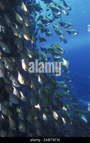 Kleine leitösen (Pempheris compressa), mit den Östlichen pomfreds (Schuettea scalaripinnis) und Gelb und blueback Füsiliere (Caesio teres). North S Stockfoto