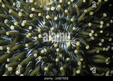 Mushroom Coral (Heliofungia actiniformis), ähnelt einer Seeanemone aber ist ein einsamer Hartkorallen nicht an das Substrat. Eine gefährdete Spezies. P Stockfoto