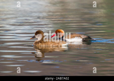 Kolbenente (netta rufina) Paar schwimmen im Wasser Stockfoto