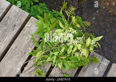 Die Feder kann Blumenstrauß mit blühenden bird cherry liegt auf einer hölzernen Brücke über einem Wald stream Stockfoto