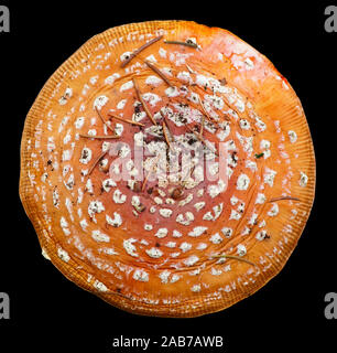 Amanita Wald giftige Pilze Big Red Hat auf schwarz Makro Hintergrund isoliert Stockfoto