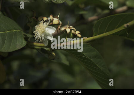 Guave Blumen und Früchte, die in Brasilien Stockfoto