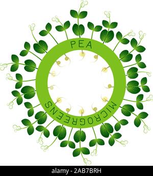 Microgreens Erbse. Saatgut Verpackungsdesign, rundes Element in der Mitte. Um ihn herum Sprossen. Vitamin Supplement, veganes Essen Stock Vektor