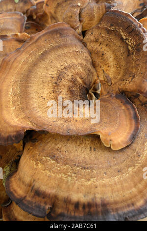 Riesige Polypore Pilz Meripilus Giganteus Stockfoto