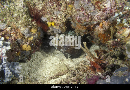 Gold-beschmutzte spinefoot (Siganus punctatus), juvenile, in der Nacht mit dunkleren Farben häufig von Fisch übernommen, wenn Sie schlafen, fotografiert. Indones Stockfoto