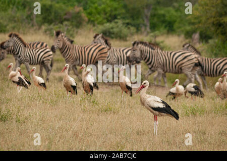 Weißstörche und Burchells (oder Ebenen) Zebras im Krüger National Park, Provinz Mpumalanga, Südafrika. Stockfoto