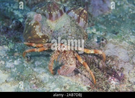 Einsiedlerkrebs Dardanus (sp.), die Seeanemone Calliactis (sp.) auf der Shell in der KOMMENSALEN Beziehung. Diese Anemonen sind nur mit Krabben gefunden. So Stockfoto