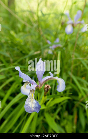 Eine seltene Schlank-leaved Iris (Iris prismatica) Blühende in Pelham Bay Park, Bronx, New York, USA. Stockfoto