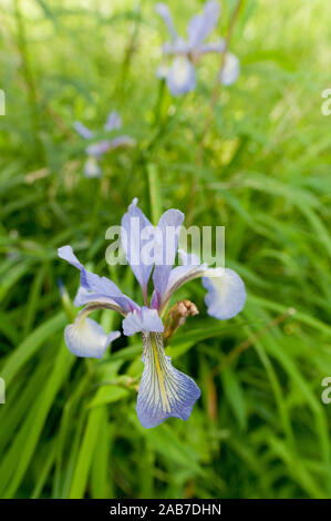 Eine seltene Schlank-leaved Iris (Iris prismatica) Blühende in Pelham Bay Park, Bronx, New York, USA. Stockfoto