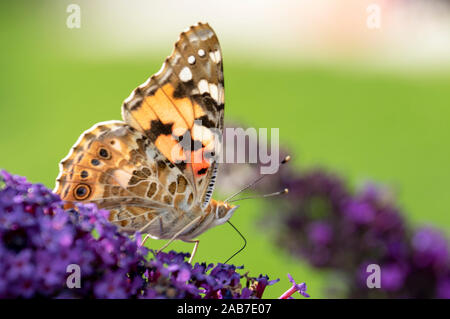 Distelfalter Stockfoto