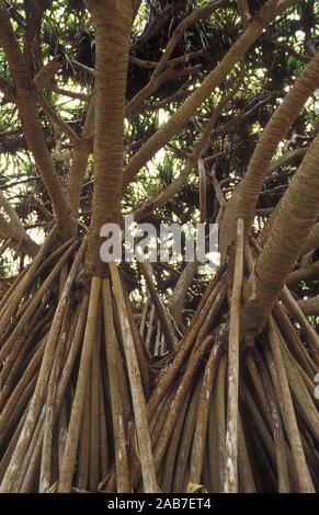 Schraube Kiefer (Pandanus tectorius), prop Wurzeln. Lady Elliott Island, Great Barrier Reef, Queensland, Australien Stockfoto