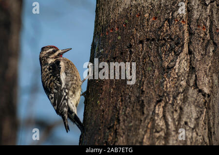 Ein Yellow-bellied Sapsucker, eine Art von Specht, Bohren eine Linie der sap-Brunnen (Löcher) in der Rinde des Baumes im Prospect Park, Brooklyn, New York. Winter. Stockfoto