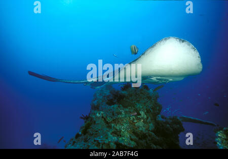 Runde ribbontail Ray (Taeniurops meyeni) Schwimmen über den Twin Bombie mit einem cleanerfish im Schlepptau. Lady Elliott Island, Great Barrier Reef, Queensland, Stockfoto