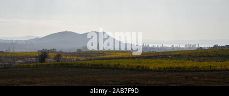 Wunderschönen Weinberg auf einem Hügel. Berge im Hintergrund im Nebel. Gelb und Orange Weinberg. Braun Feld. Herbst Landschaft. Stockfoto