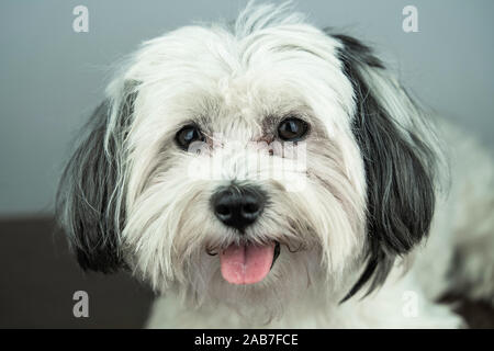 Bichon Havaneser (Canis Lupus Familiaris) weiße Welpen. Junge Rüde in die Kamera schaut. Stockfoto