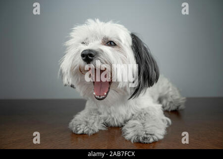 Bichon Havaneser (Canis Lupus Familiaris) weiße Welpen liegen auf einem Holztisch. Weißer Hund gähnen. Jungen männlichen Welpen. Stockfoto