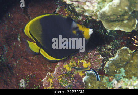 Schwarz Falterfische (Chaetodon flavirostris), versteckt sich in einer Koralle Spaltkorrosion während Cleaner wrasse (Labroides dimidiatus) Feeds auf der Haut Parasiten. Lady Ellio Stockfoto