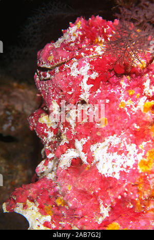 Reef Steinfisch (Synanceia verrucosa), der weltweit die meisten giftigen Fischen. Port Moresby, Papua Neu Guinea Stockfoto