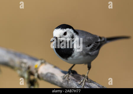 Portrait natürliche Bachstelze (Motacilla alba) stehend auf Zweig Stockfoto