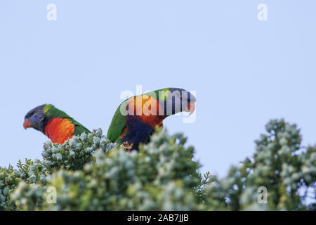 Adelaide, Australien, 26. November 2019. Einheimische australische Rainbow fledermauspapageien (trichoglossus) thront auf einem sommerlichen Abend Credit: Amer ghazzal/Alamy leben Nachrichten Stockfoto