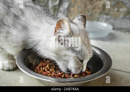 Grau wunderschöne junge Katze essen Trockennahrung. Lonely heimatlose Haustiere. Kopieren Sie Platz. Close Up. Stockfoto