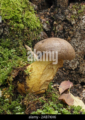 Muster der Dunklen cep Pilz, Boletus aereus, Boletaceae Stockfoto